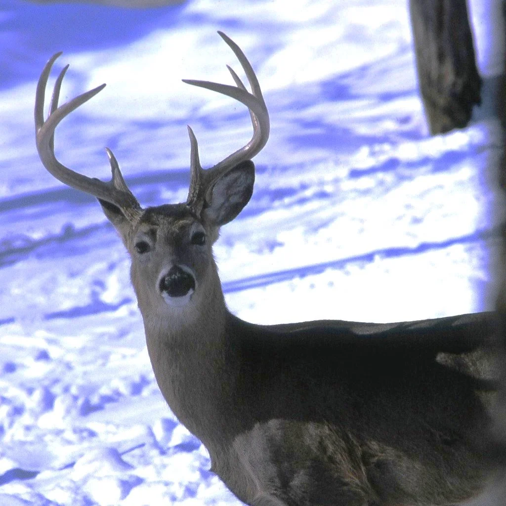 Challenging Canada’s Giant Whitetails