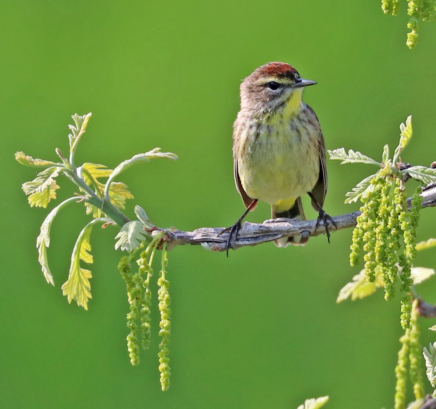 Wildlife Watching Wednesday: The Palm Warbler
