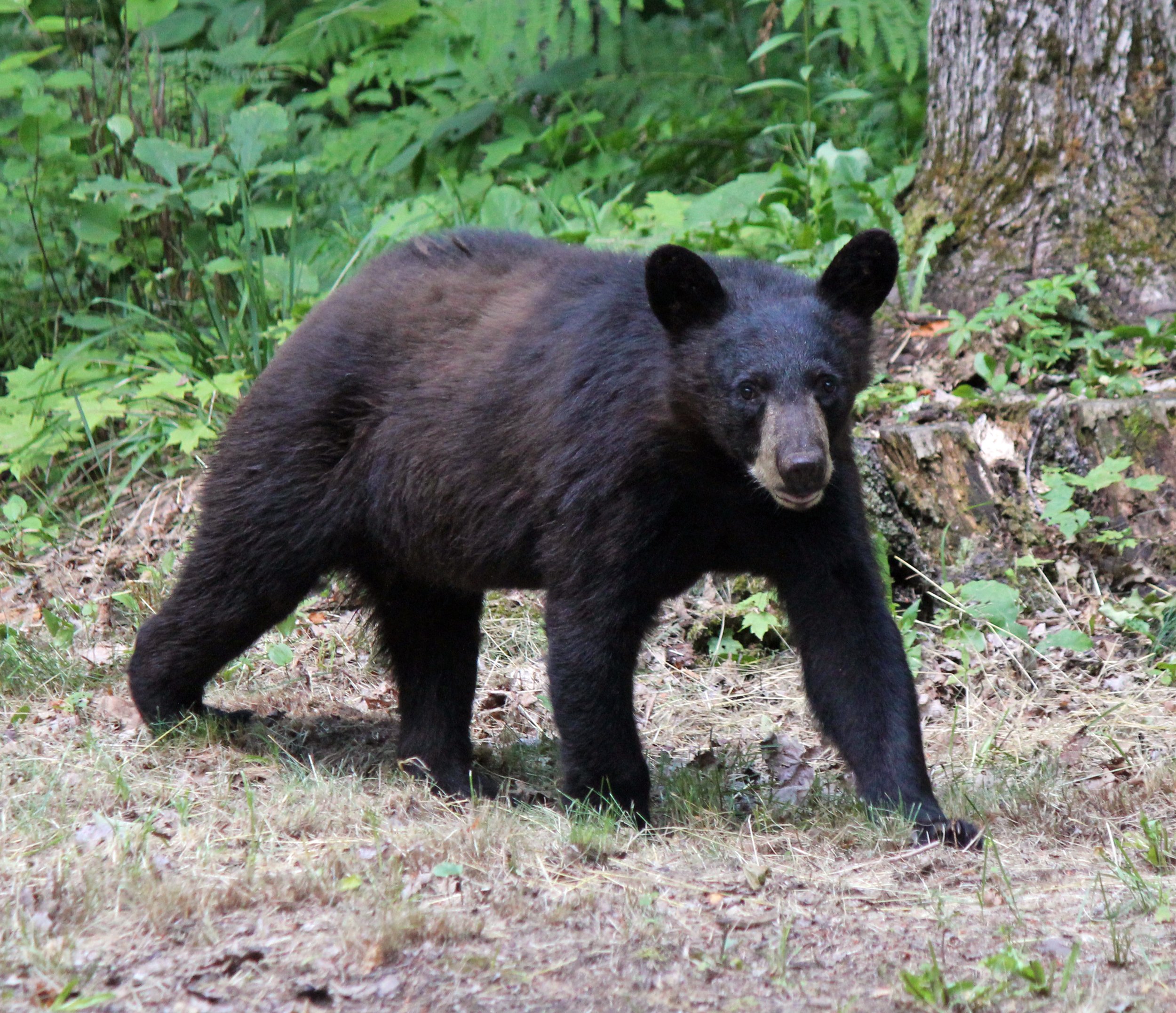 Wildlife Watching Wednesday: Wild Black Bears