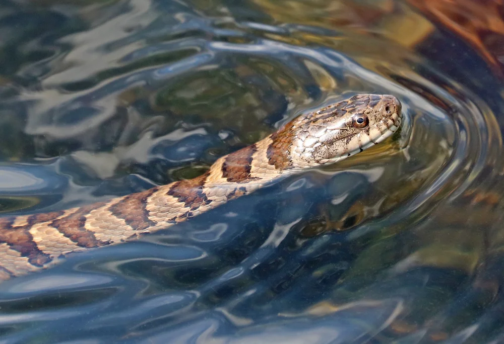 Brown Water Snake Vs Water Moccasin