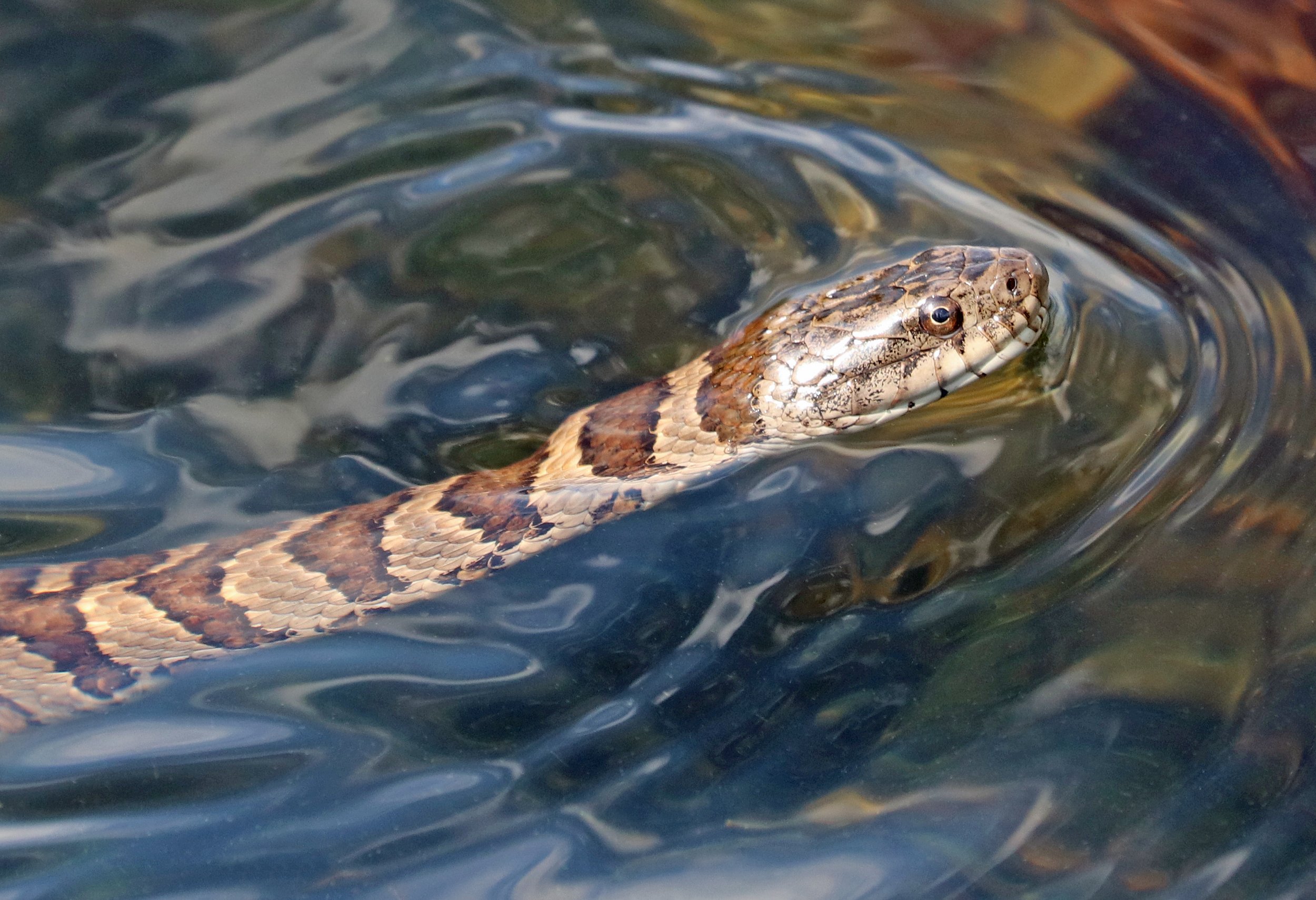 Watersnake Advance SWAD-TV54 42 Elmotor