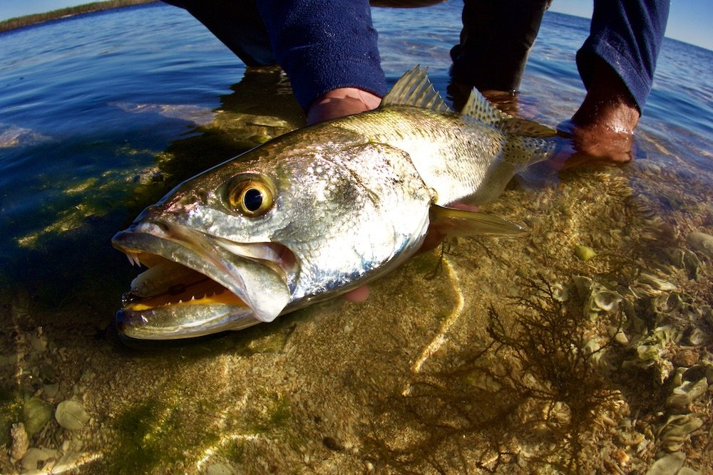 A January Day on Mosquito Lagoon