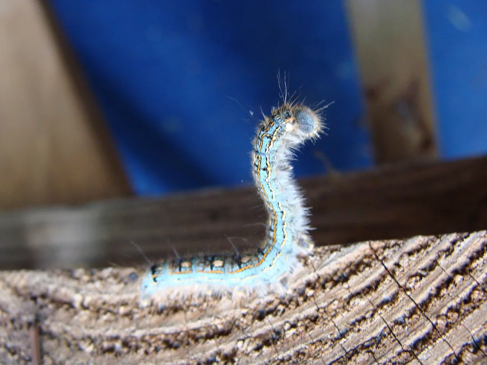 Do Tent Worms Turn into Butterflies: Unveiling the Truth