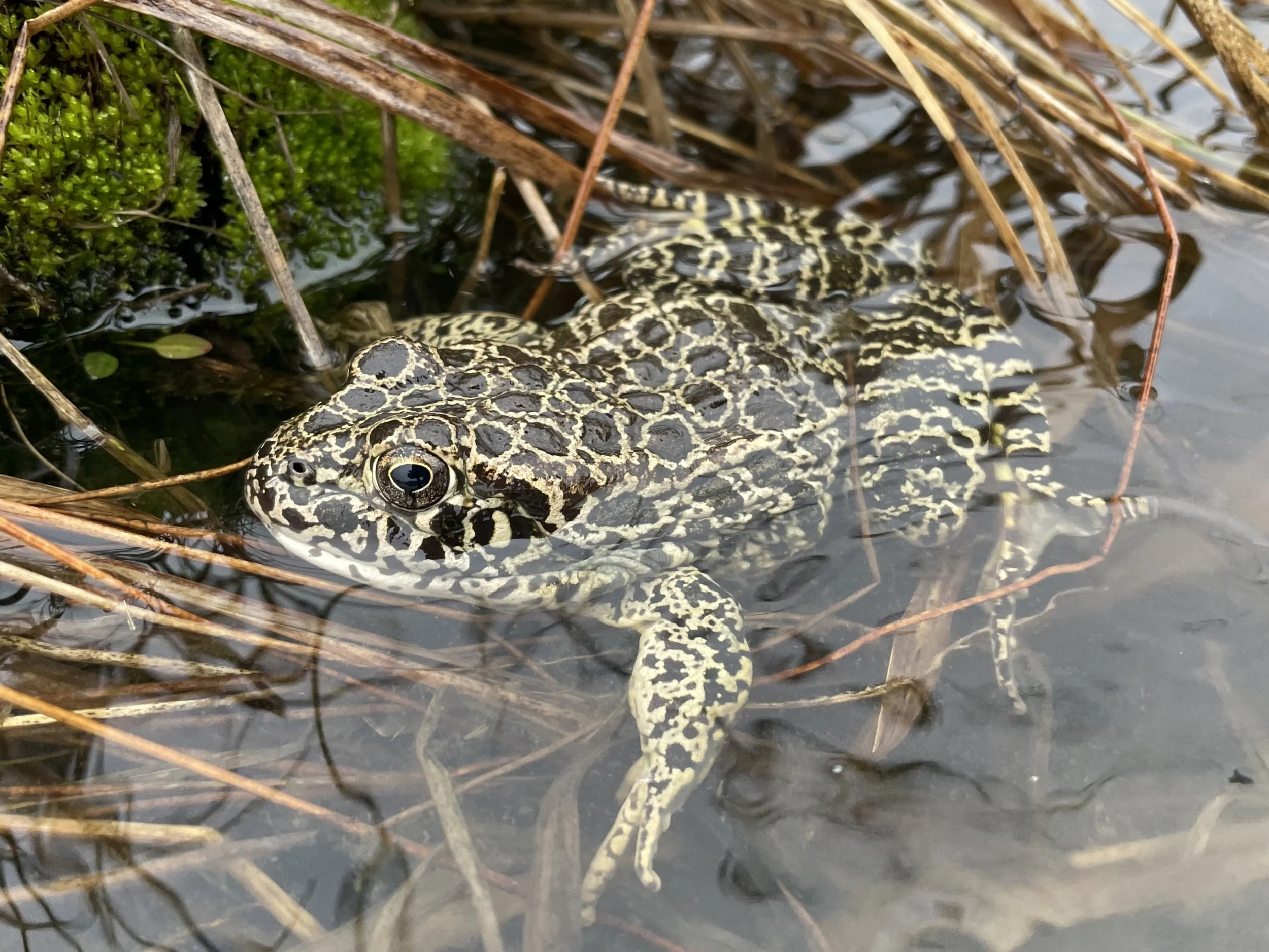 Wildlife Watching Wednesday: The Subterranean Crawfish Frog