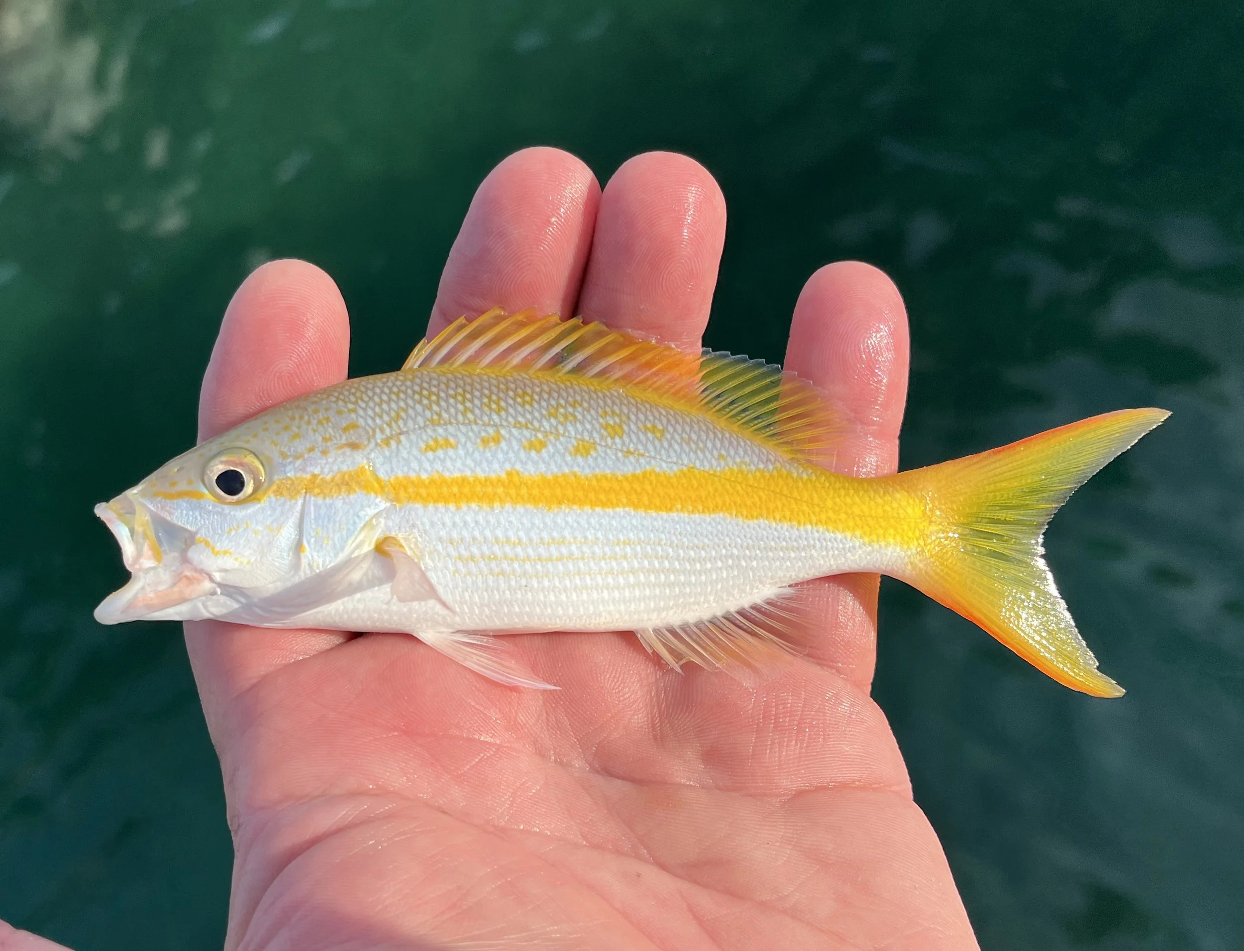Eating Yellowtail: The Hidden Mercury Danger - 8l7fb0u