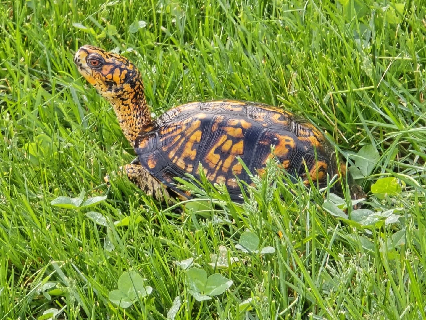 Wildlife Watching Wednesday: The Eastern Box Turtle