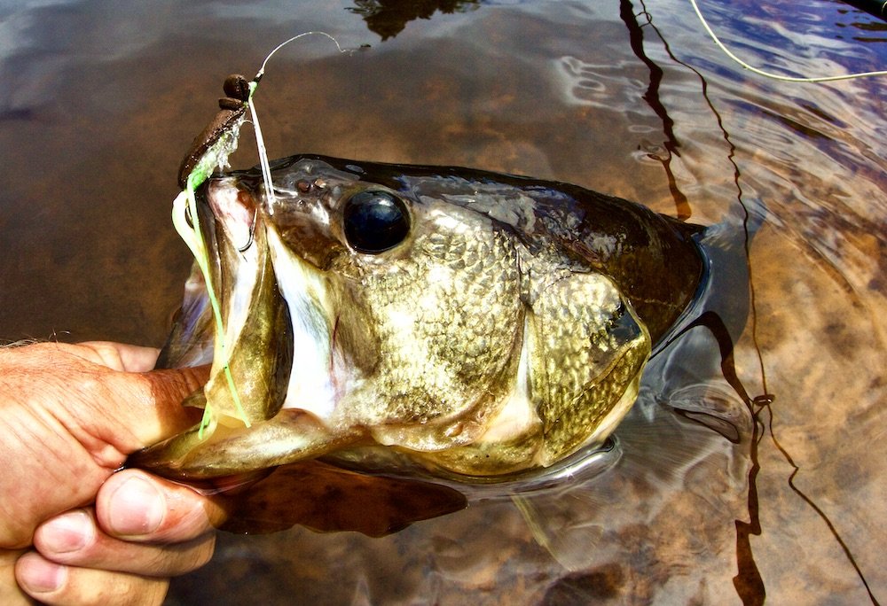 🎣 Bass Fishing  Texas rig bass fishing in Orlando retention