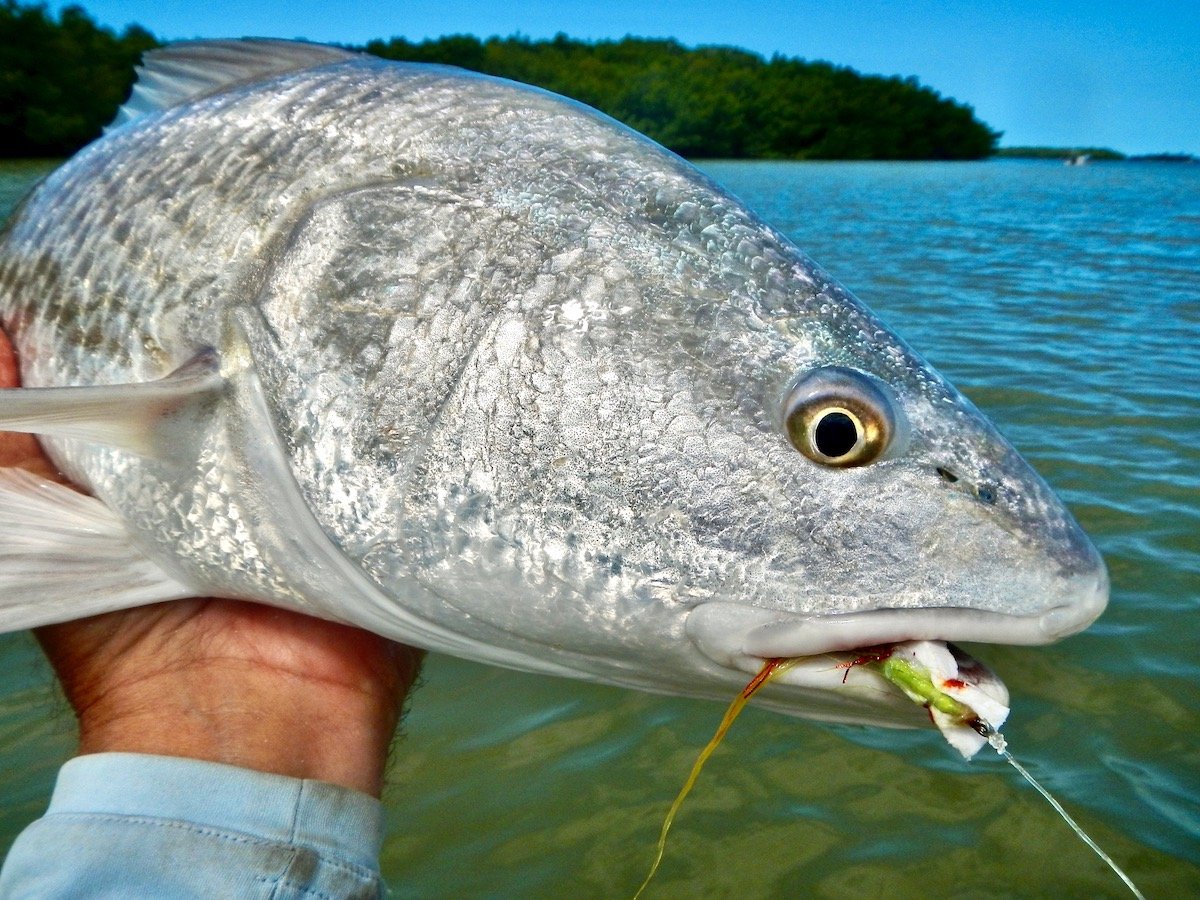 Practical Redfish Fly Selection — Global Outdoors Blog