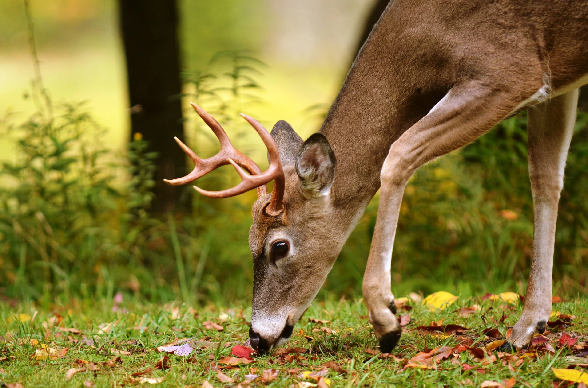 Five Grunt Call Tricks that Work — Global Outdoors Blog