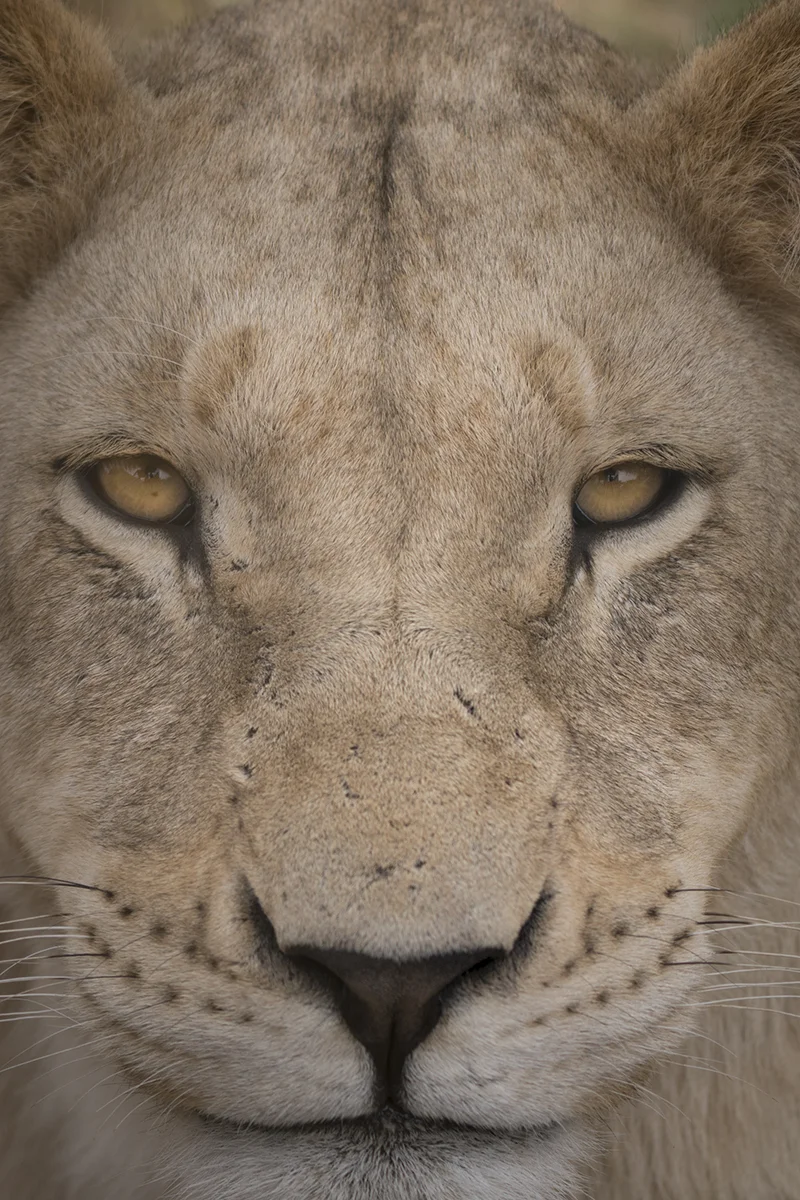 LIONESS CLOSE UP (1)