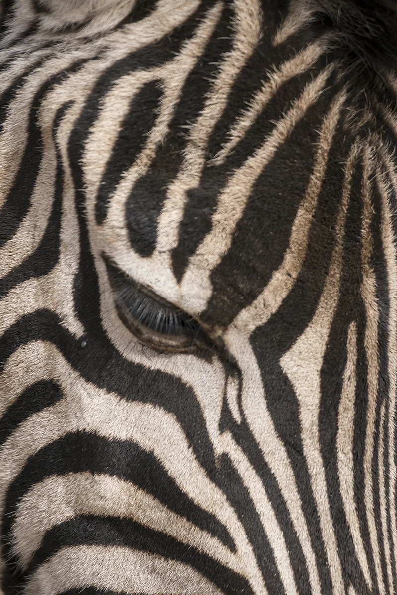 ZEBRA FACE CLOSE UP (2)