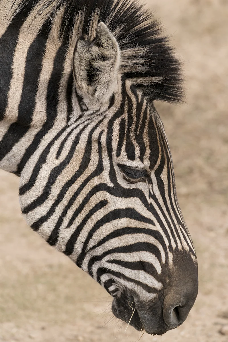 ZEBRA FACE (3)