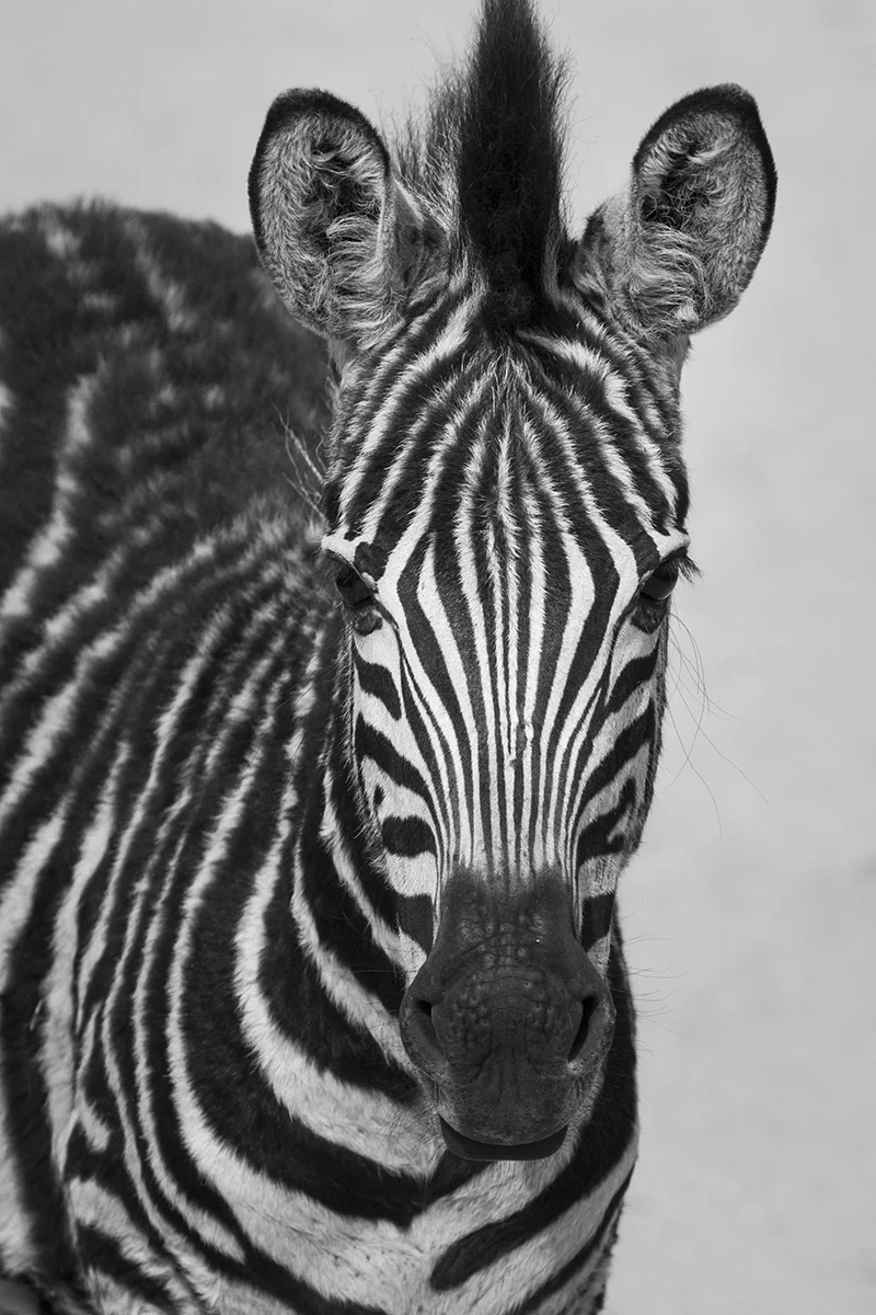 ZEBRA FACE (4)