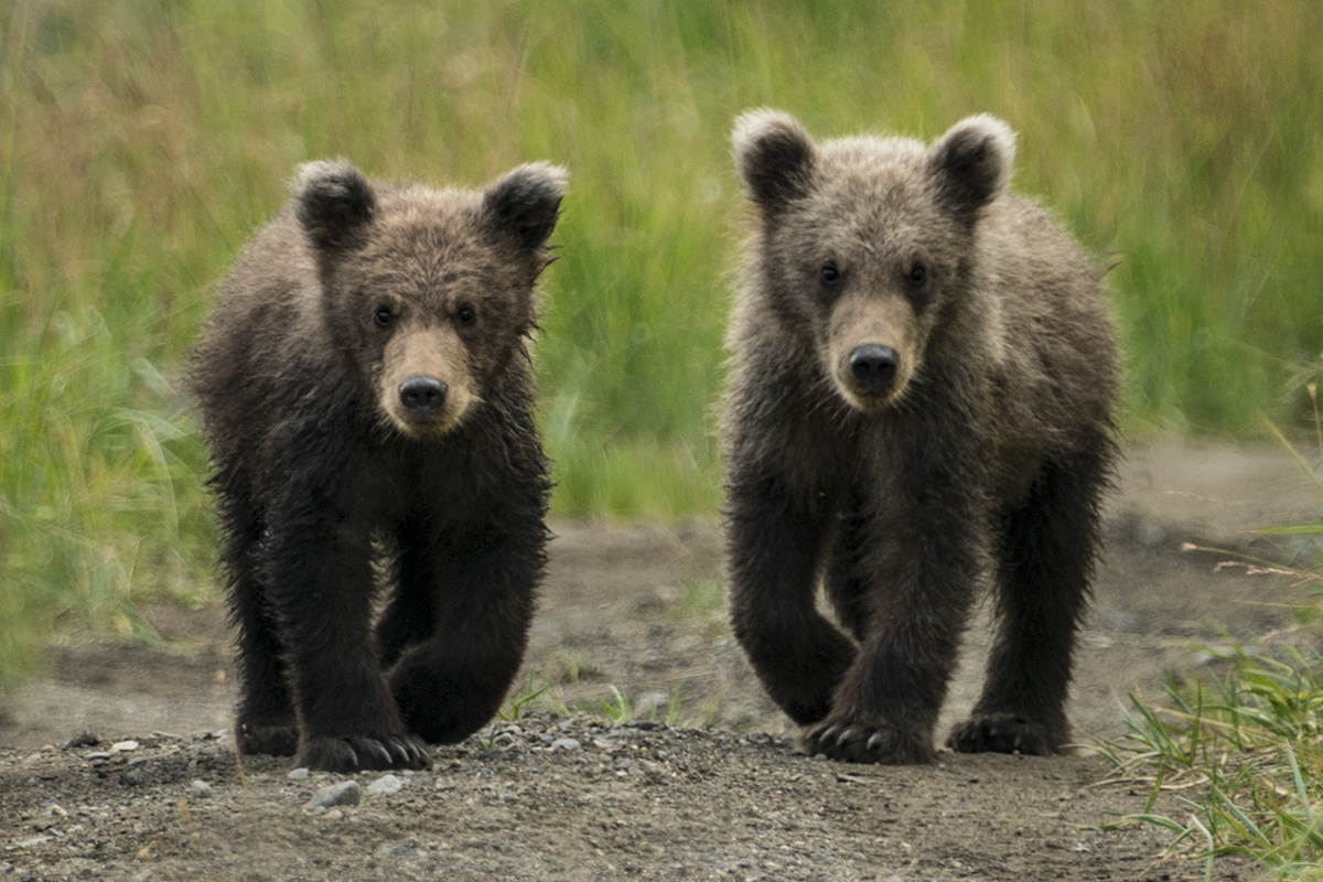 GRIZZLY CUBS, ALASKA (1)