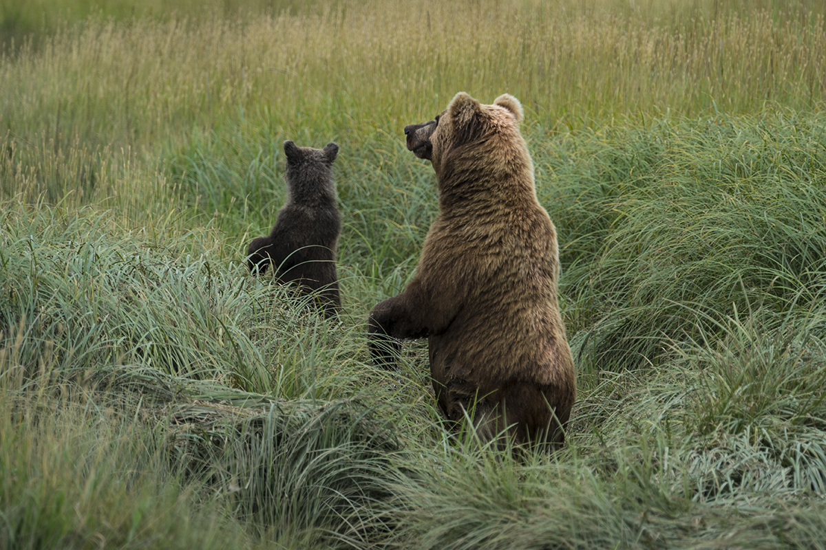 GRIZZLY MOTHER AND CUB, ALASKA (6)