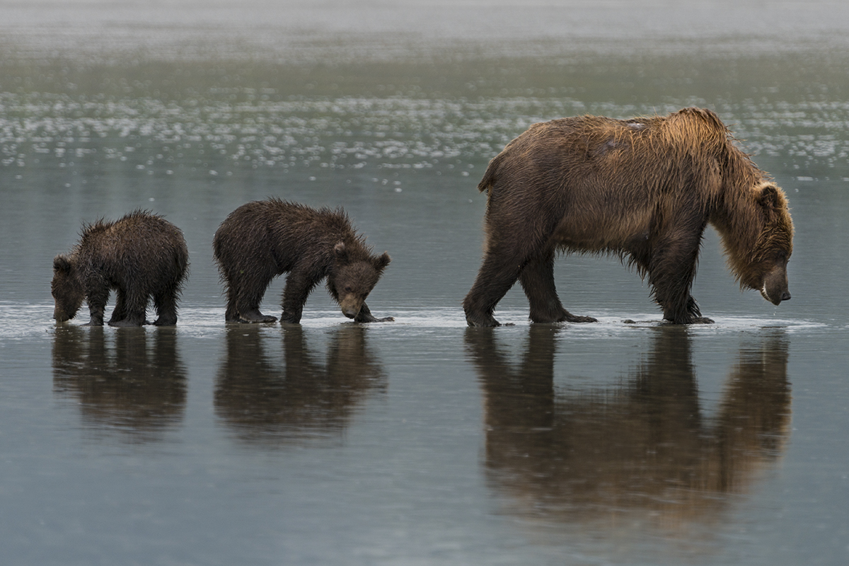 GRIZZLY MOTHER AND CUBS CATCHING CLAMS ON REMOTE ALASKAN BEACH (2)