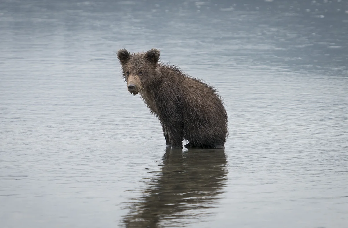 GRIZZLY CUB ON REMOTE ALASKAN BEACH (2)
