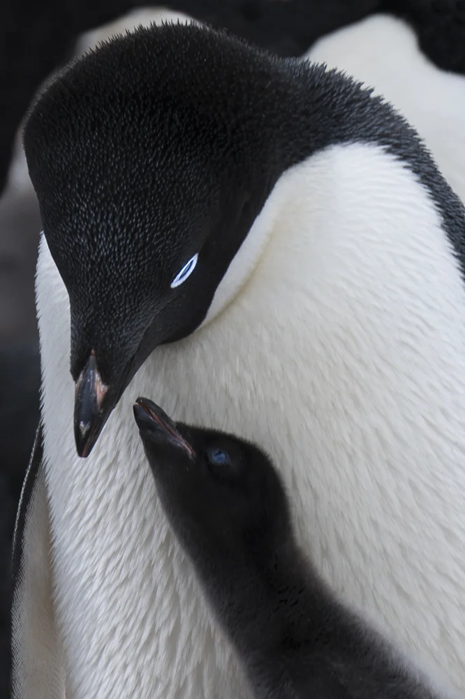 ADELIE MOTHER PENGUIN AND BABY CHICK (1)