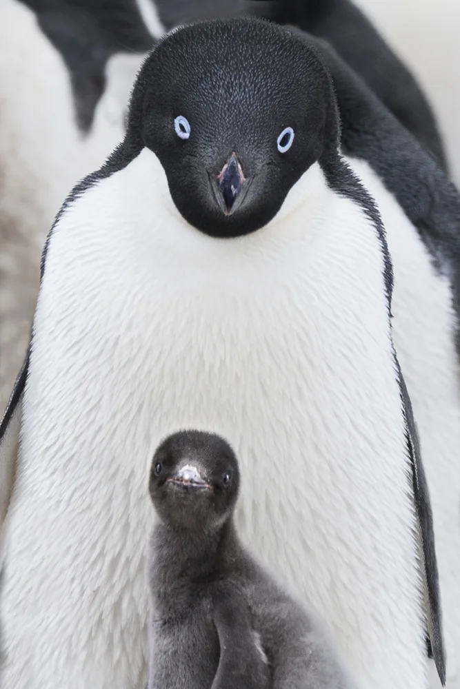 ADELIE MOTHER PENGUIN AND BABY CHICK (2)