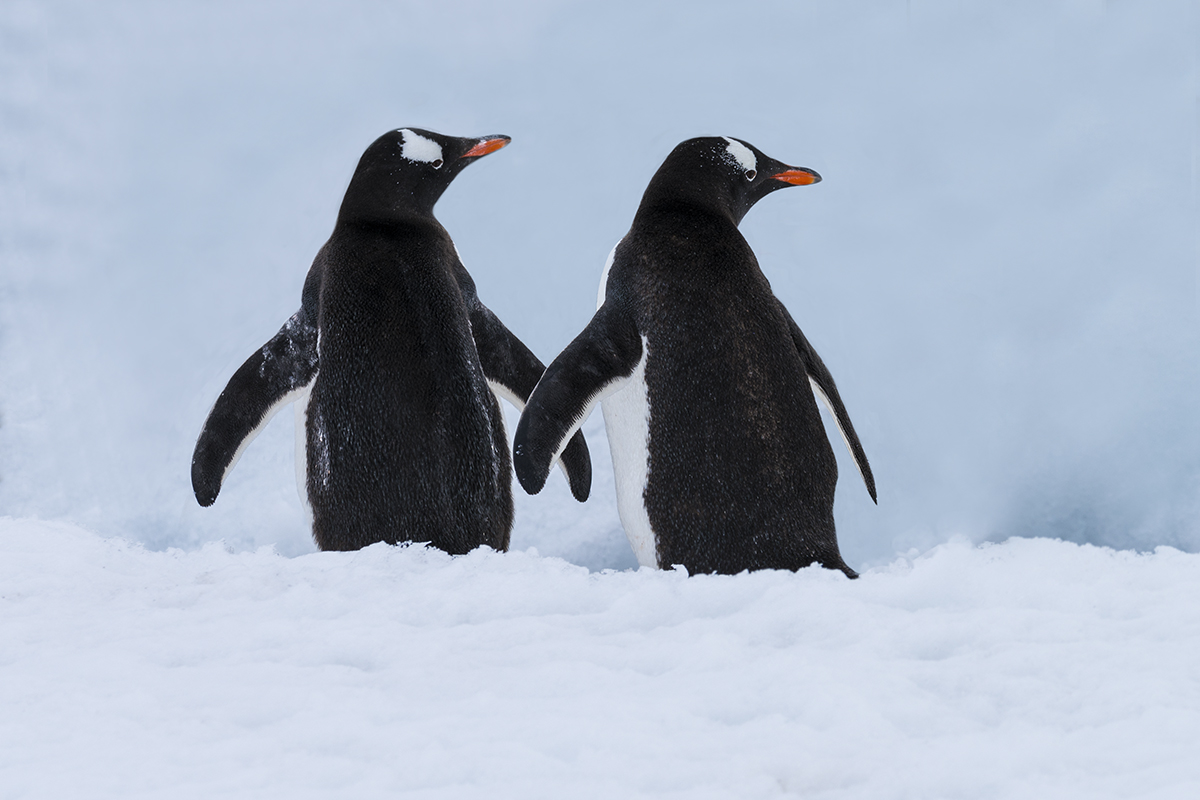 GENTOO PENGUINS HOLDING HANDS (1)