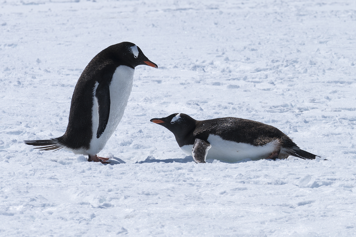 Antarctic Penguins — Dana Ruth Smith Photography