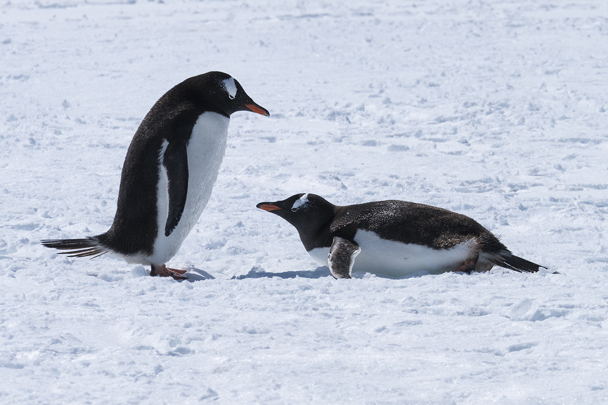 PAIR OF GENTOO PENGUINS ON SNOW (1)