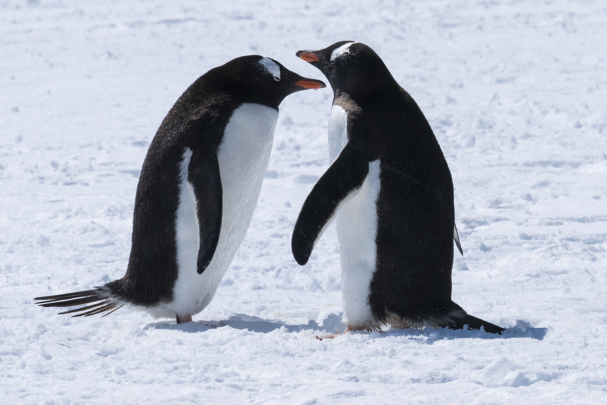 PAIR OF GENTOO PENGUINS ON SNOW (2)