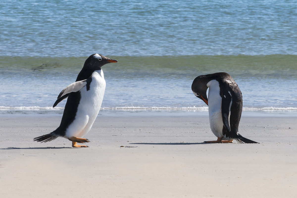 GENTOO PENGUINS ON A SUNNY BEACH (1)