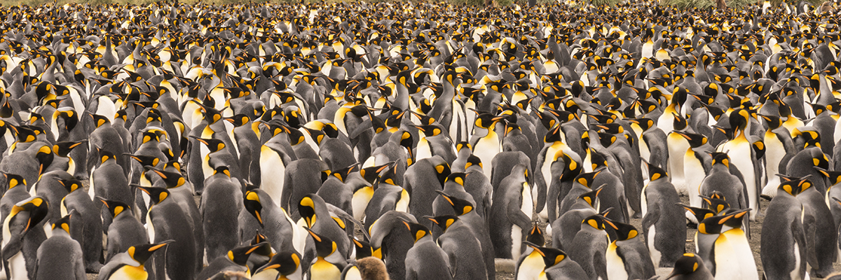 MASS OF KING PENGUINS IN SOUTH GEORGIA (1)