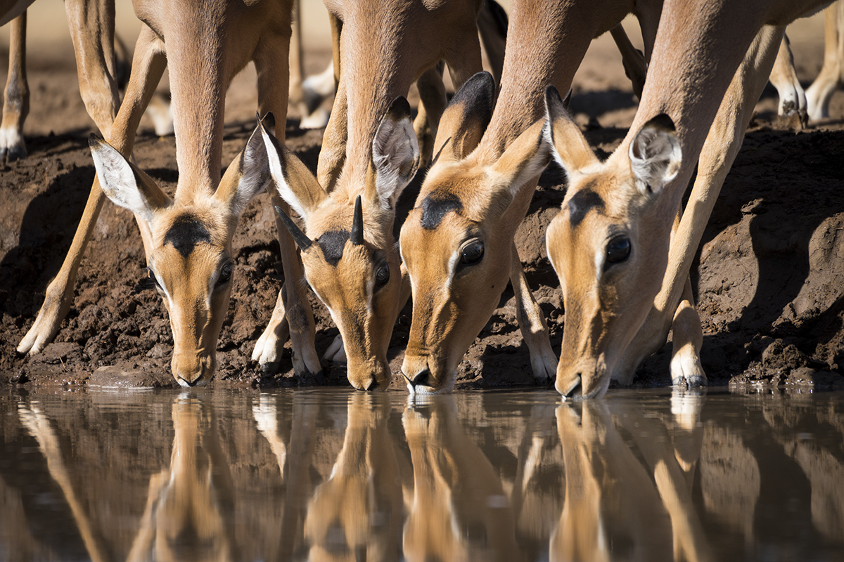 GROUP OF IMPALA IN BOTSWANA (1)