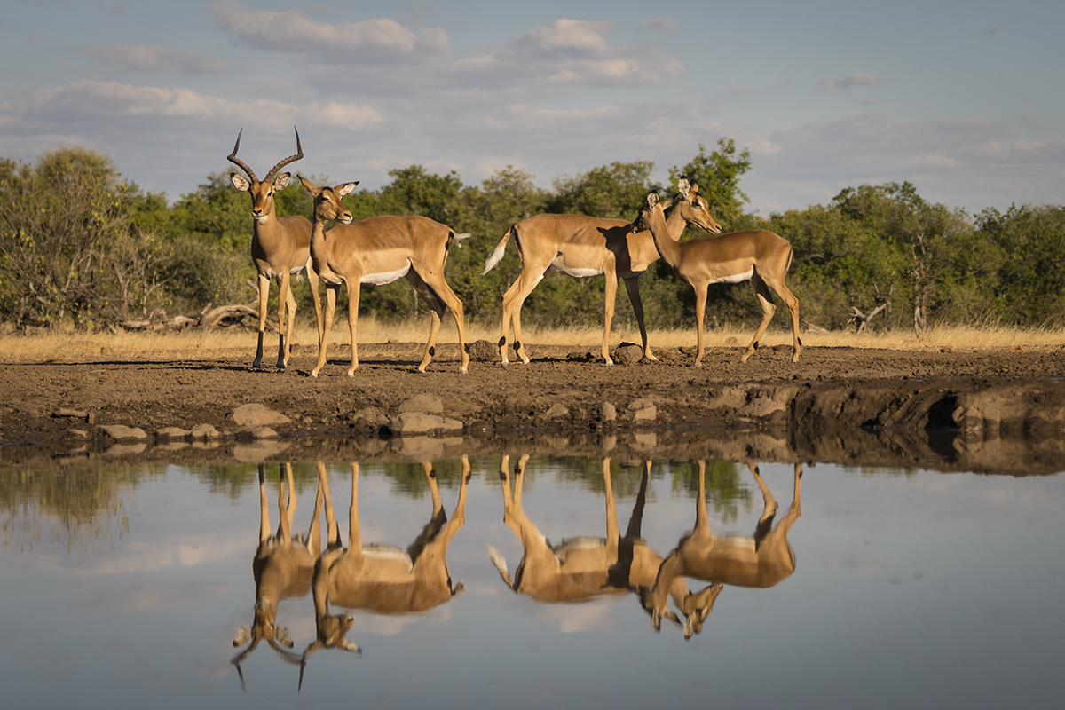 GROUP OF IMPALA IN BOTSWANA (8)