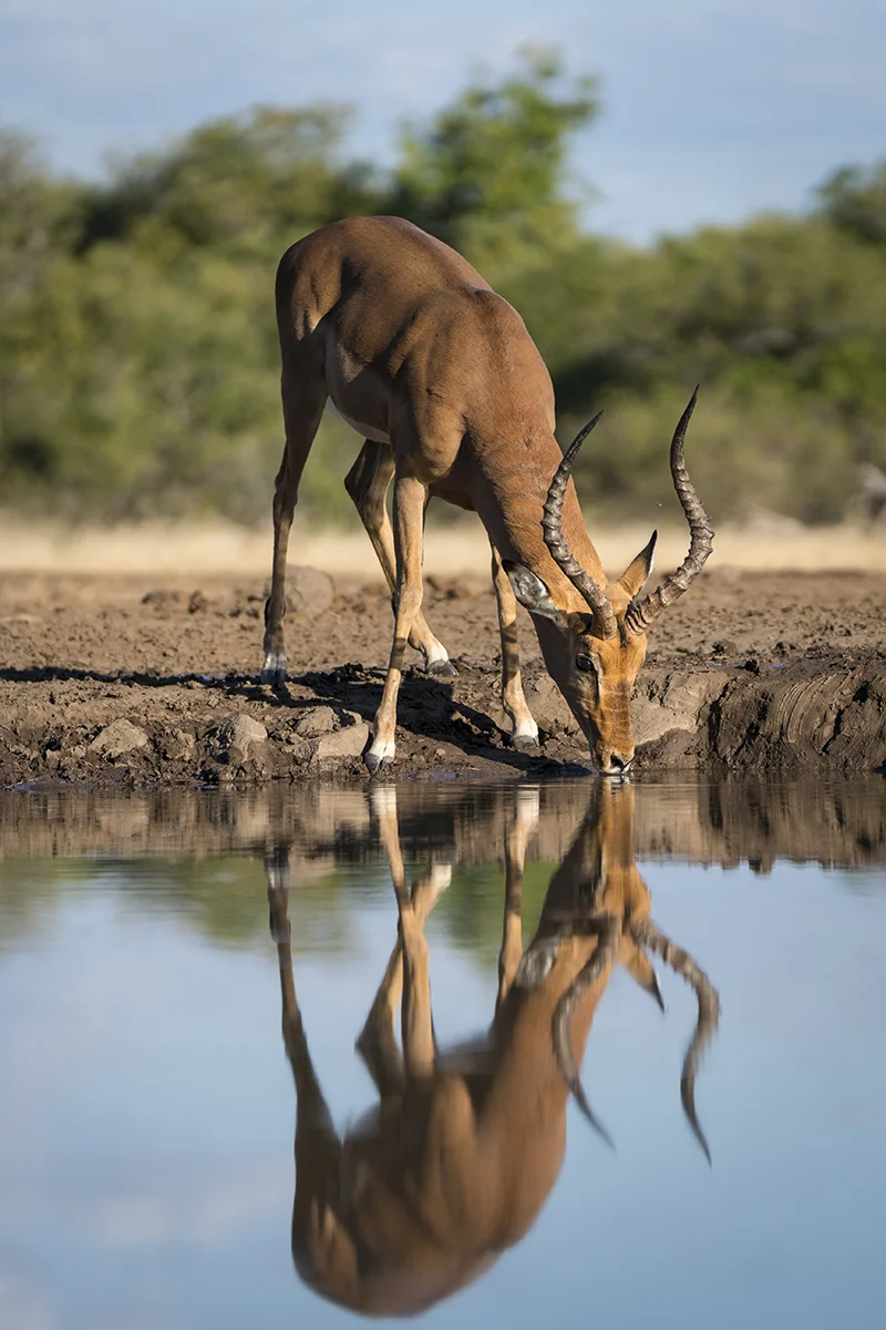 MALE IMPALA IN BOTSWANA (5)