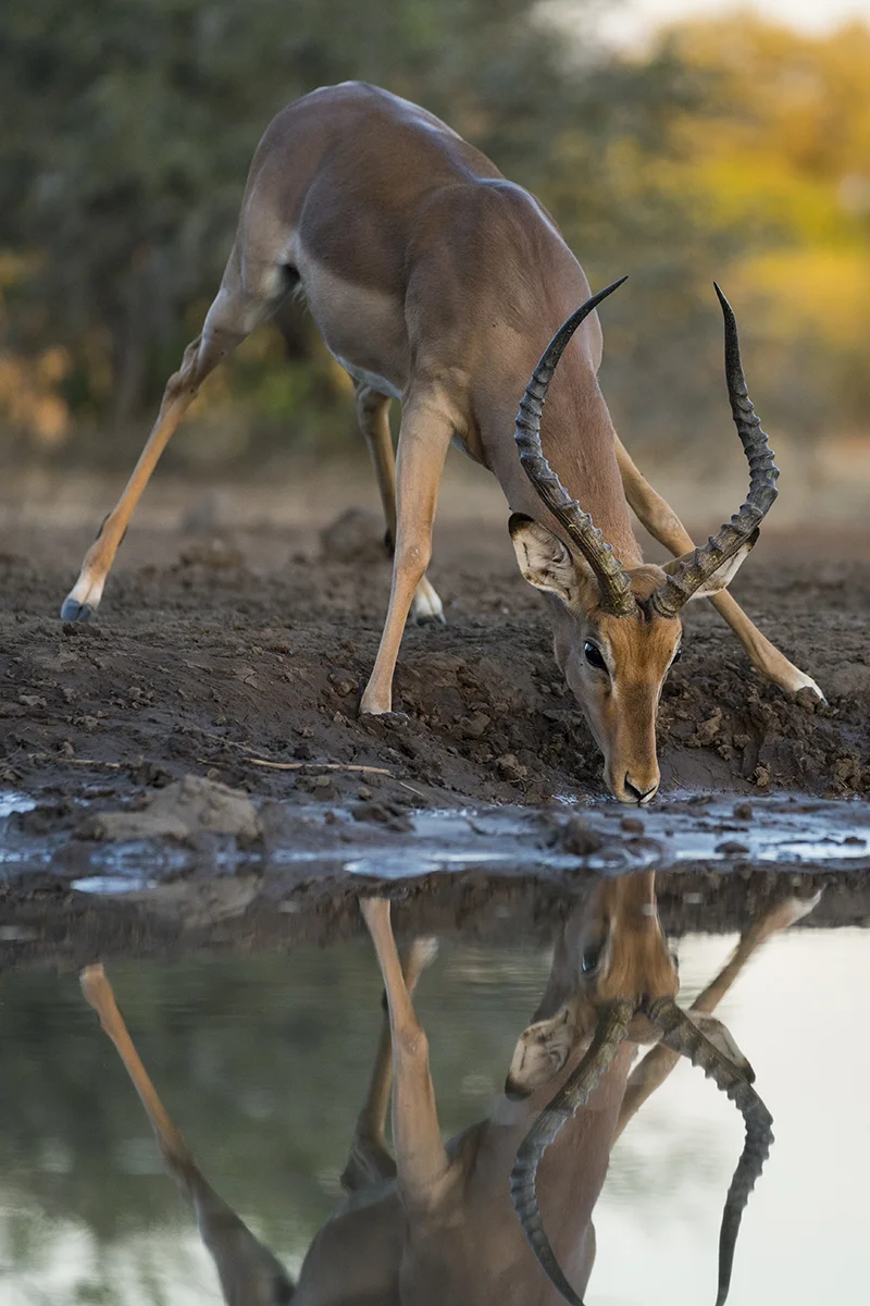 MALE IMPALA IN BOTSWANA (10)