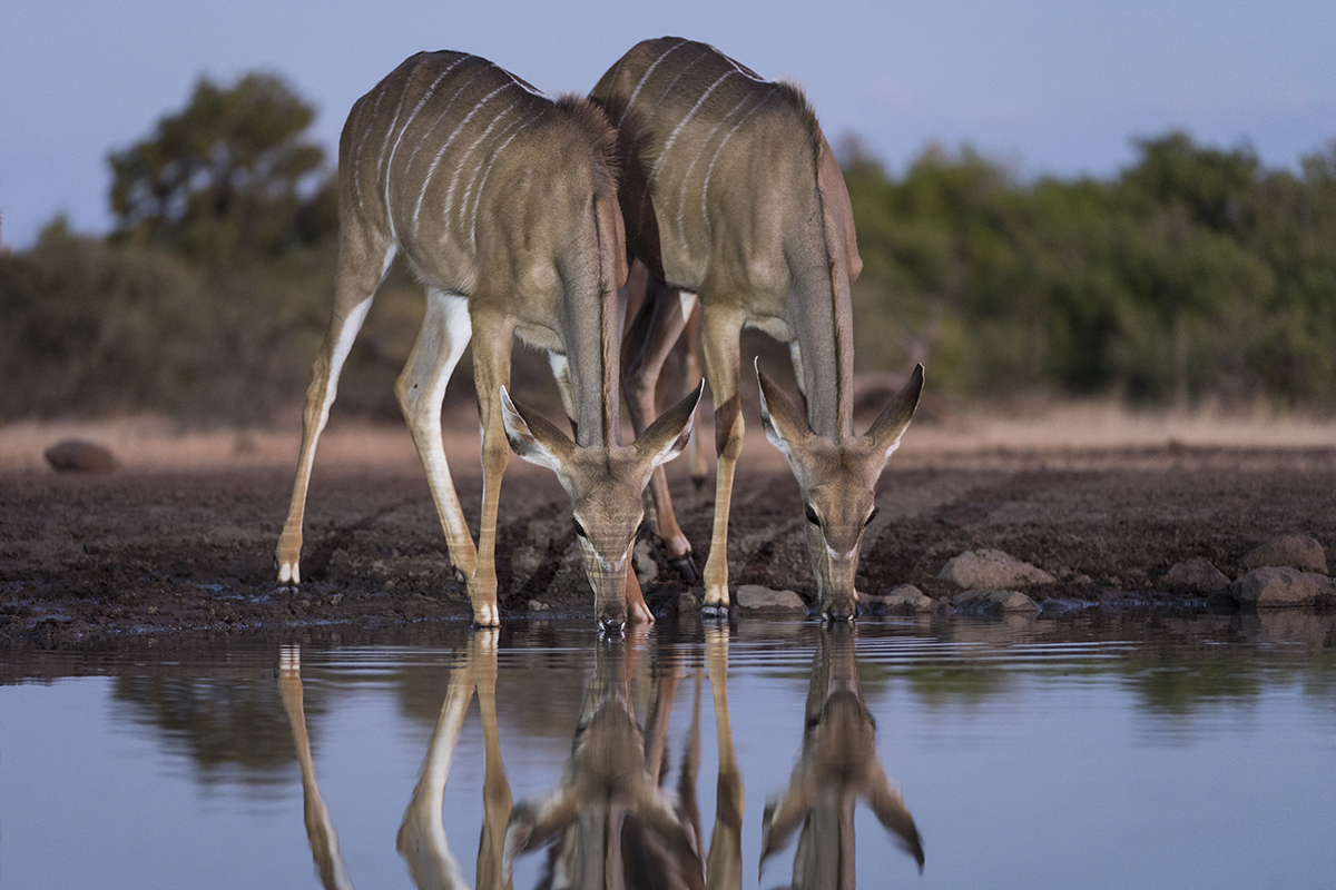 FEMALE KUDU IN BOTSWANA (1)