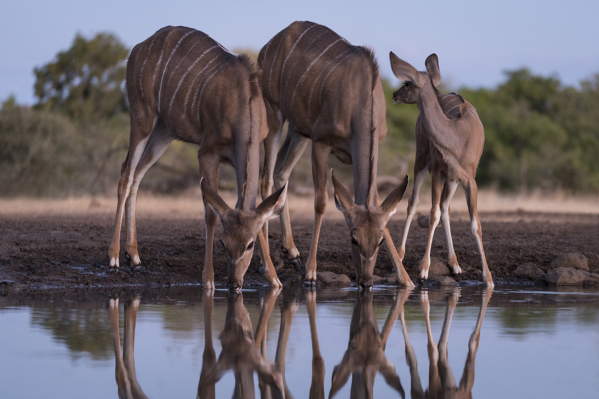 FEMALE KUDU IN BOTSWANA (3)