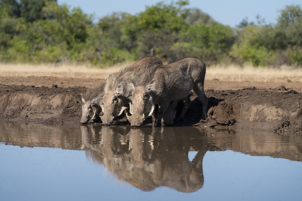 WARTHOG FAMILY IN BOTSWANA (1)