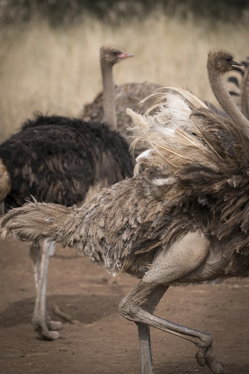OSTRICHES (1)