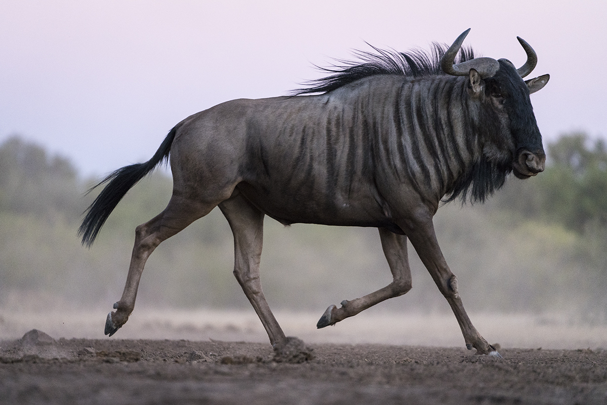 WILDEBEEST IN BOTSWANA (1)