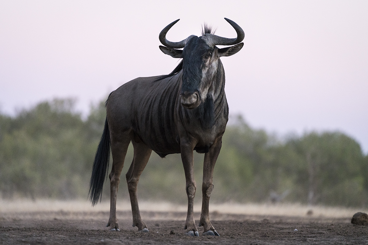 WILDEBEEST IN BOTSWANA (2)