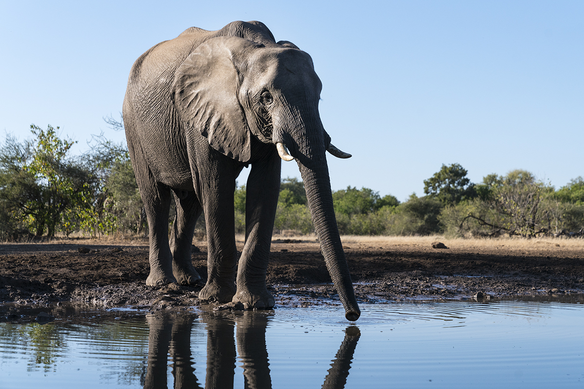 LONE LARGE ELEPHANT (1)