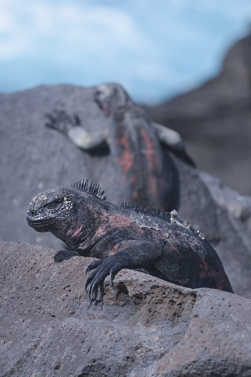 MARINE IGUANAS (1)