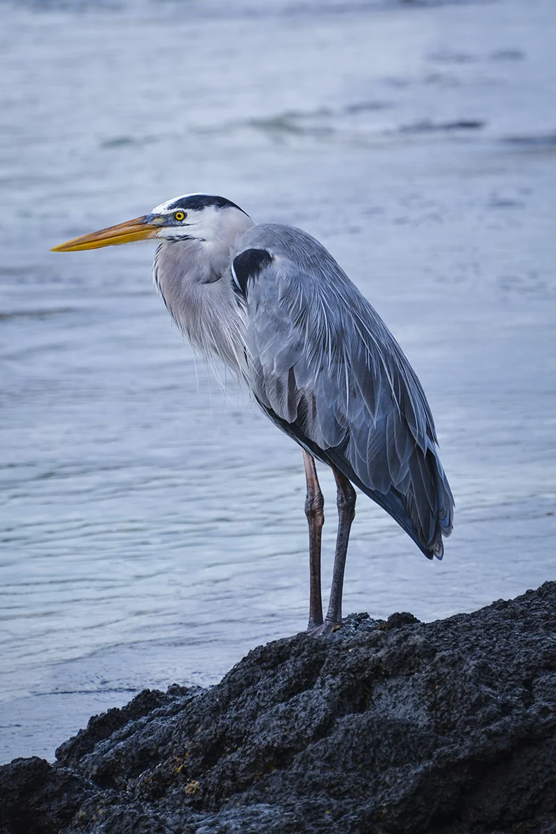 GALAPAGOS GREAT BLUE HERON (1)
