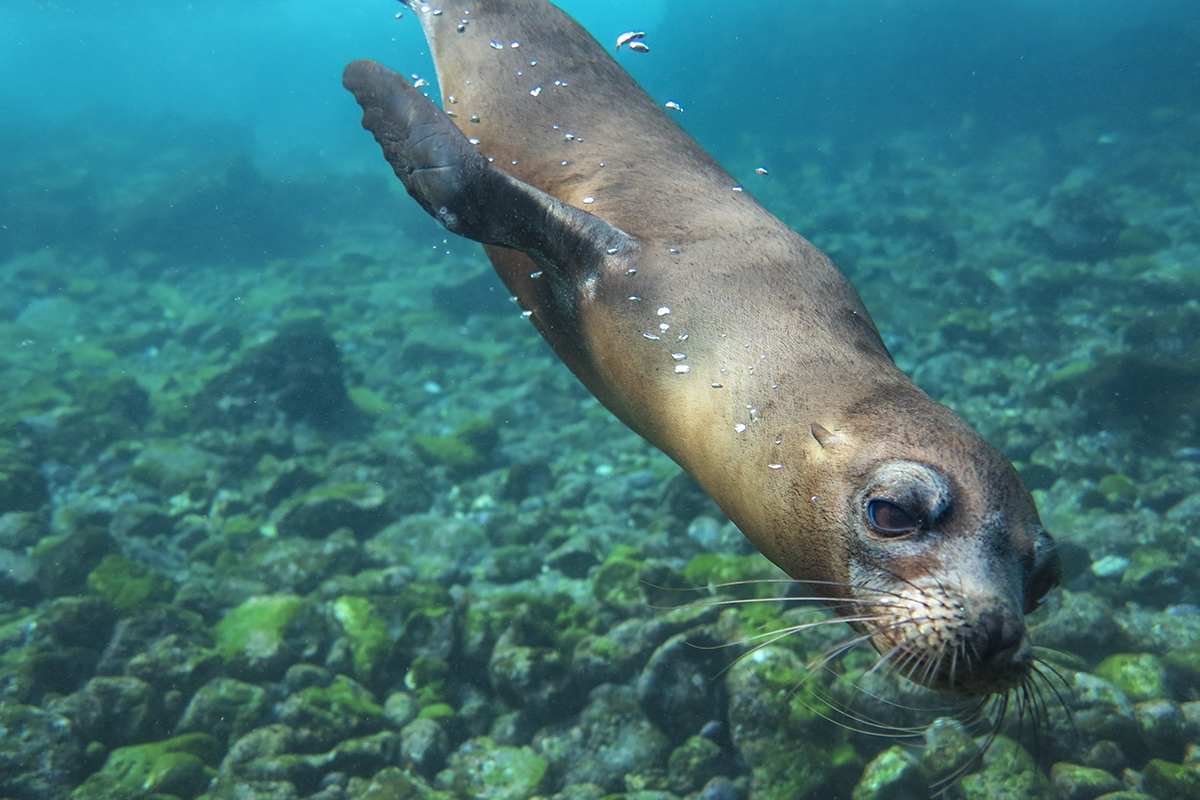 PLAYFUL YOUNG SEA LION (1)