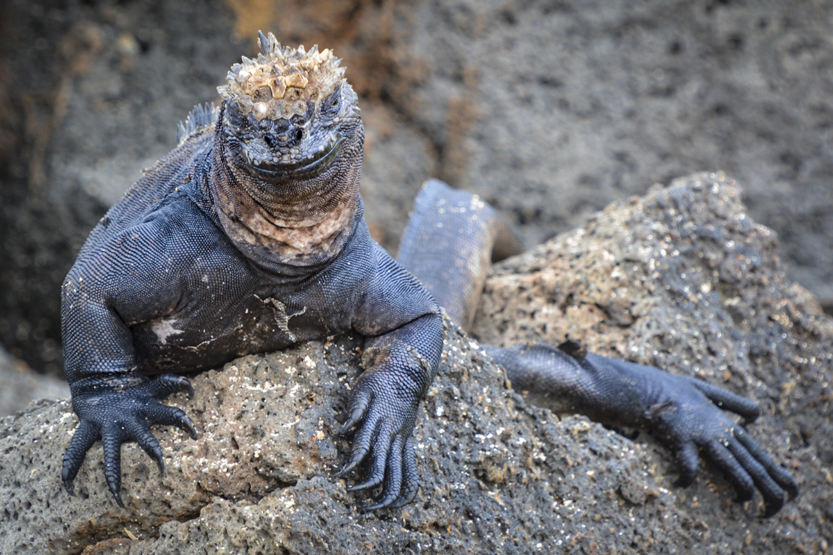 MARINE IGUANA (2)