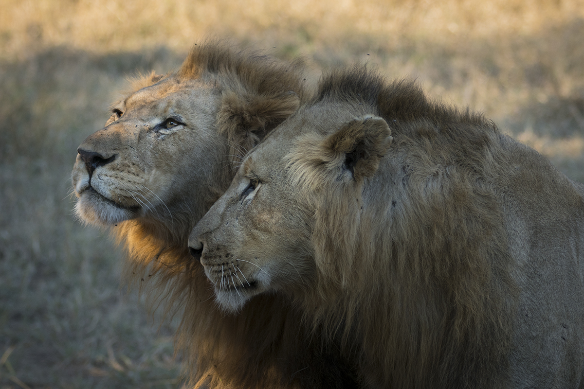 YOUNG LION BROTHERS (2)
