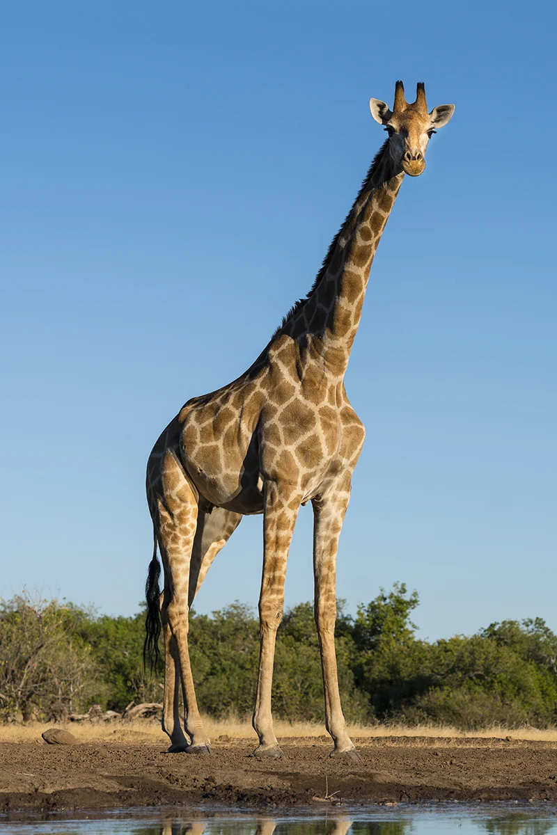 GIRAFFE BOTSWANA (1)