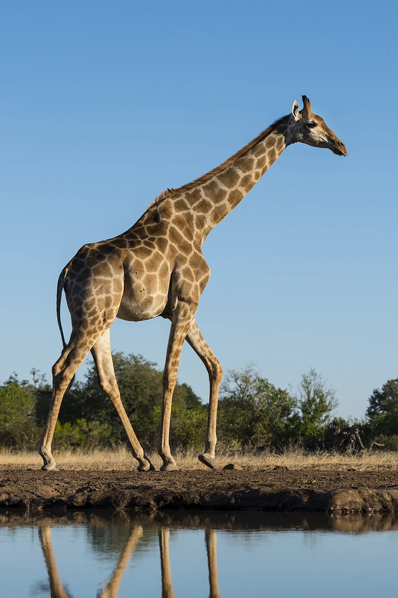 GIRAFFE IN BOTSWANA (2)