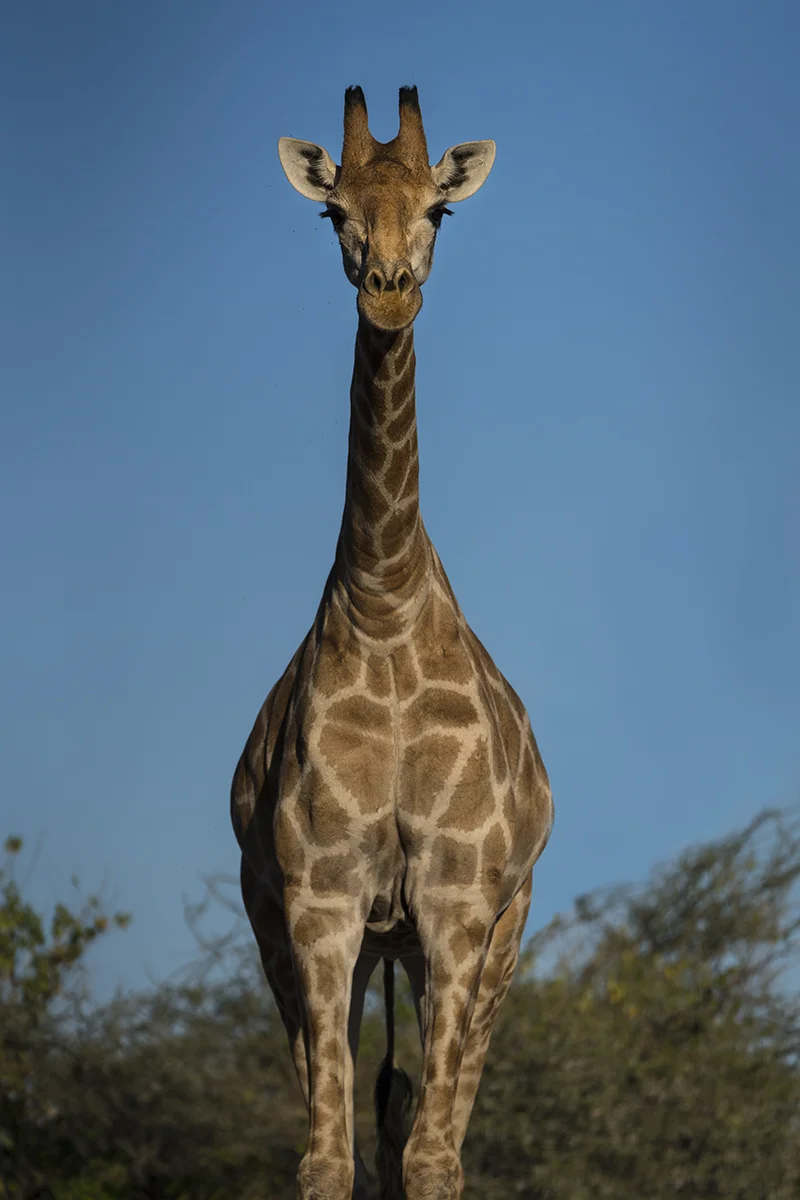 GIRAFFE IN BOTSWANA (3)