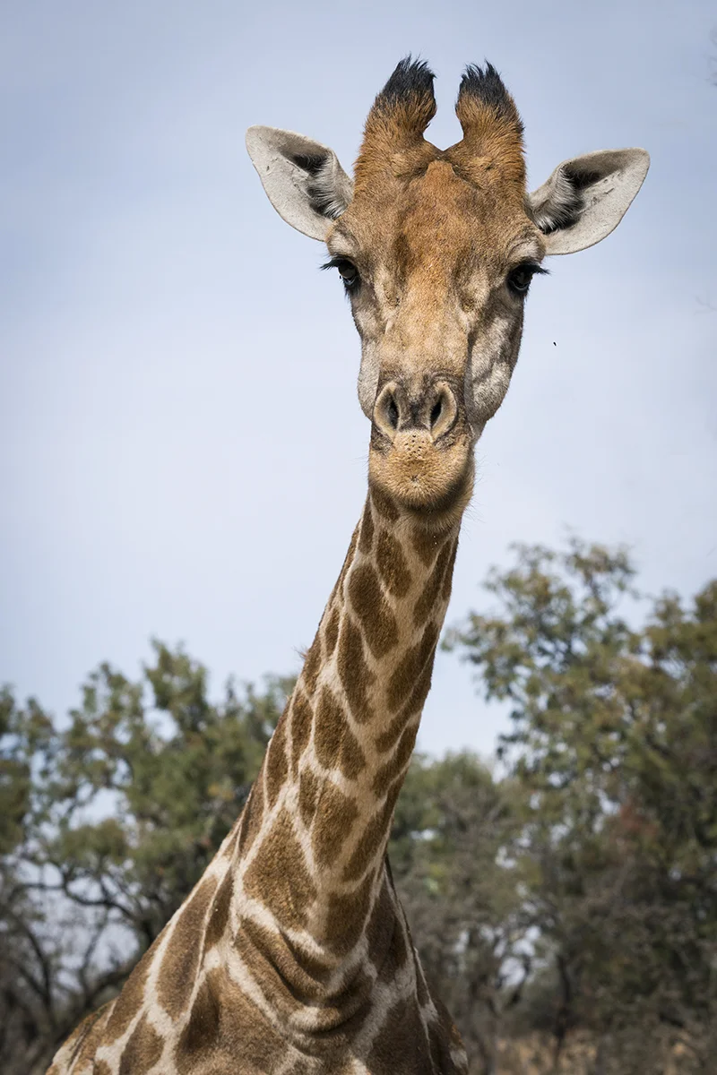 GIRAFFE IN SOUTH AFRICA (1)