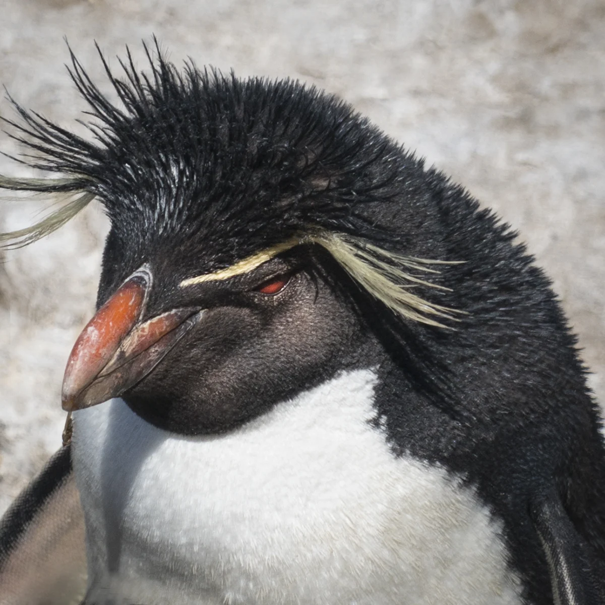 ROCKHOPPER PENGUIN IN SUBANTARCTIC REGION(2)